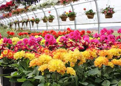 Fleurs Dahlias en vente par le producteur à St-Eustache
