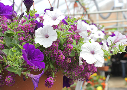 Fleurs Surfinia dans panier victorien de 12 pouces