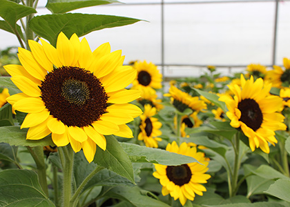 Plants de tournesols Jua Maya directement du producteur à St-Eustache