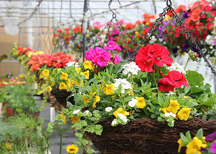 Arrangements floraux dans paniers en osiers