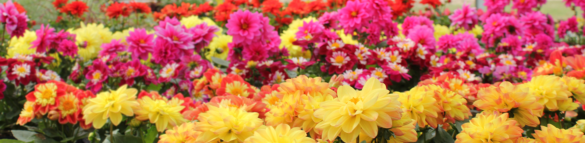 Vente de plants de fleurs, légumes et fines herbes en serres à St-Eustache