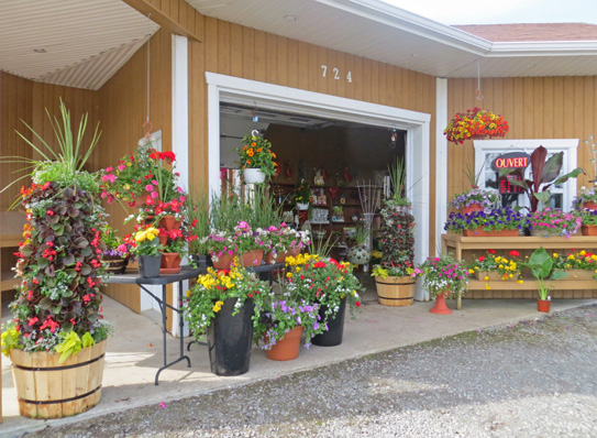 Producteur de fleurs en serres à St-Eustache