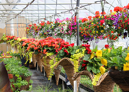 Fleurs dans panier en osier