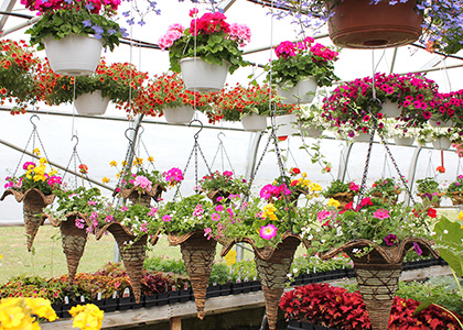 Arrangement floraux dans paniers en osier à St-Eustache