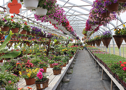 Aperçu de la serre avec les fleurs à St-Eustache