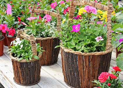 Ensemble de fleurs pour patio dans pots en osier