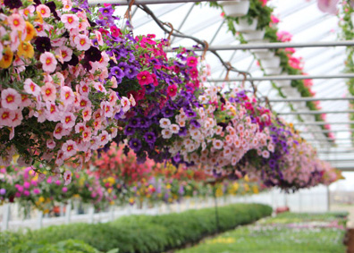 Producteur de fleurs en serres à St-Eustache